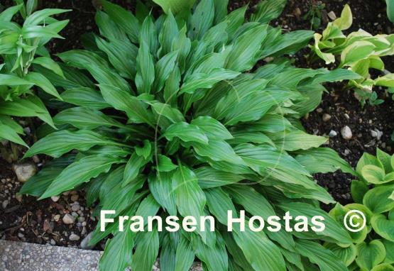 Hosta laevigata